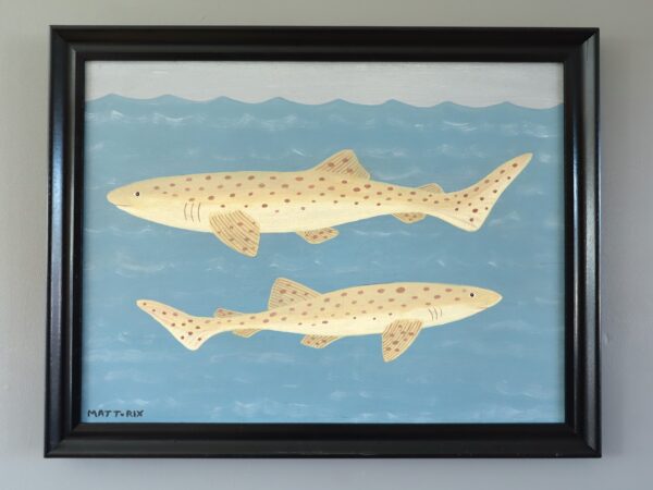 Lesser Spotted Dogfish